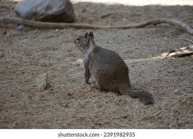 Cute African squirrel looking around in its territory