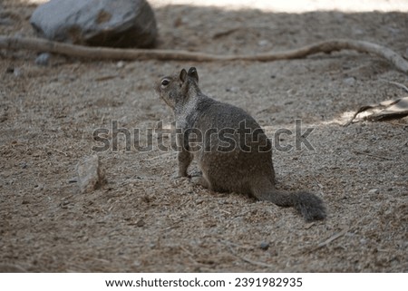 Cute African squirrel looking around in its territory