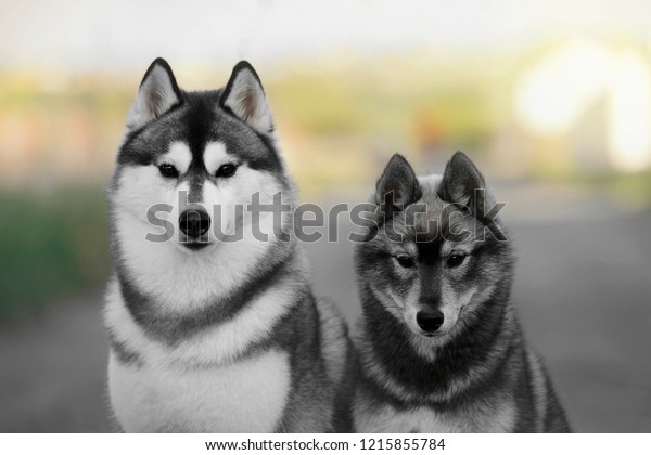 husky agouti puppies