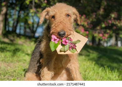 Cute Airedale Terrier Dog Holding An Envelope With Apple Blossom