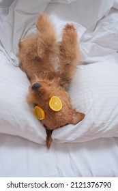 Cute Airedale Terrier Dog Laying On Back With Face Mask 