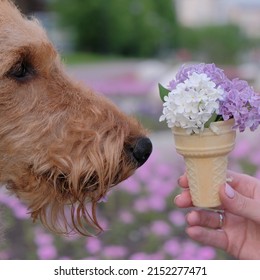 Cute Airedale Terrier Dog Sniffing Flowers 