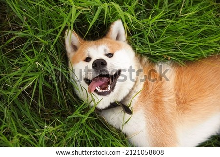 Cute Akita Inu dog lying on green grass