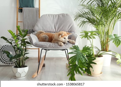 Cute Akita Inu dog on rocking chair in room with houseplants