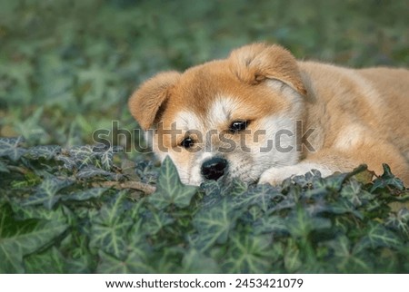 Cute Akita Inu puppy, 8 weeks old female, resting on ivy ground cover and looking pensive, Germany 