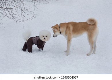 Cute Akita Inu Puppy And Bichon Frise Puppy In Pet Clothing Are Standing On A White Snow In The Winter Park. Pet Animals.