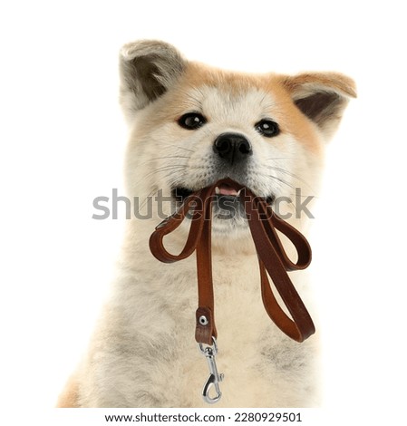 Cute Akita Inu puppy holding leash in mouth on white background