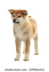 61 Shiba chestnut Images, Stock Photos & Vectors | Shutterstock