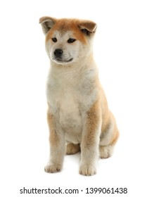 61 Shiba Chestnut Images, Stock Photos & Vectors 