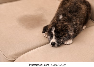 Cute Akita Inu Puppy Near Wet Spot On Sofa. Untrained Dog