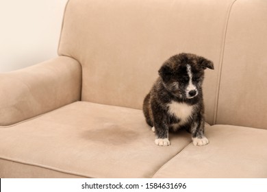 Cute Akita Inu Puppy Near Wet Spot On Sofa Indoors. Untrained Dog