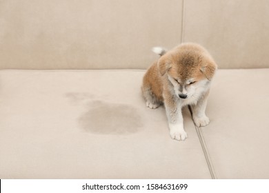 Cute Akita Inu Puppy Near Wet Spot On Sofa. Untrained Dog