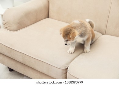 Cute Akita Inu Puppy Near Wet Spot On Sofa Indoors. Untrained Dog