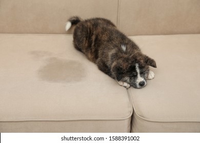 Cute Akita Inu Puppy Near Wet Spot On Sofa. Untrained Dog