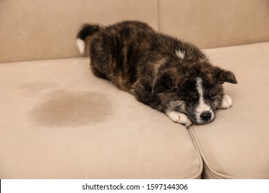 Cute Akita Inu Puppy Near Wet Spot On Sofa. Untrained Dog