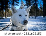 A cute alaskan husky dog 