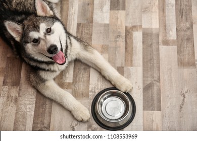 Cute Alaskan Malamute Dog With Bowl Lying On Floor, Top View