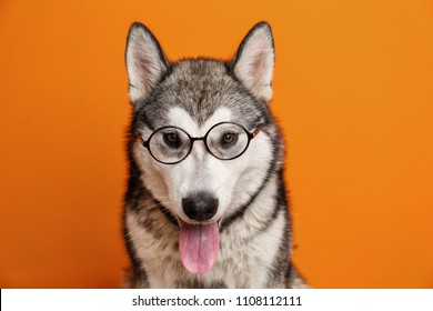 Cute Alaskan Malamute dog with eyeglasses on color background - Shutterstock ID 1108112111