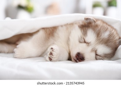 how many hours a day do malamutes sleep