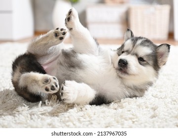 Cute Alaskan Malamute puppy one month old frolics on the carpet in the living room