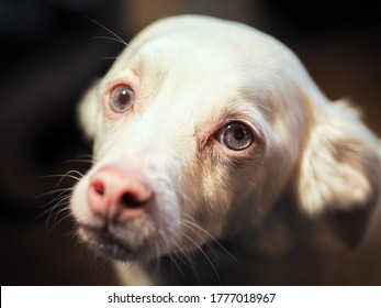 Cute Albino Dog Close Up