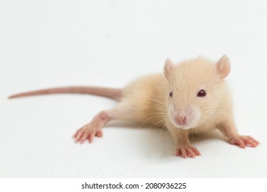 2,560 Albino rat Images, Stock Photos & Vectors | Shutterstock