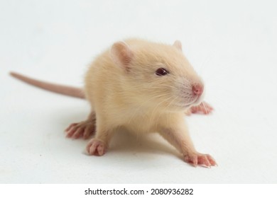 Cute Albino Rat Isolated On White Stock Photo 2080936282 | Shutterstock