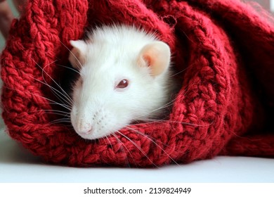 Cute Albino White Domestic Rat Rest On Red Wool Scarf.