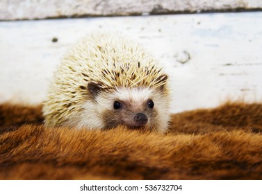 Cute Algerian Chocolate White Hedgehog Baby 