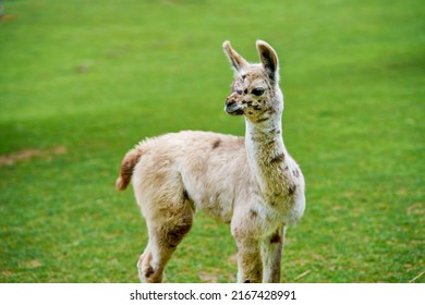 Cute alpaca ama, llama in animal farm. Beautiful alpaca or llama in paddock cade. Animal portrait eating hay. Close up tender alpaca in llama farm or zoo. Furry lama feeding care concept