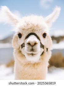 40 Flying dutchman alpacas Images, Stock Photos & Vectors | Shutterstock