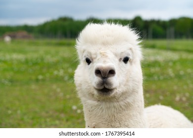 かわいいアルパカのポートレート ふわふわした可愛い大きな動物が外で凍える エストニアで笑顔のアルパカの赤ちゃん エストニアにあるアルパカ農場 南京錠の中に白と茶色のアルパカがある かわいい動物だ 写真素材 Shutterstock
