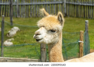 Cute Alpacas On The Small Farm Of A Mountain Hut In Val Gardena. South Tyrol, Italy. Mount Seceda, Above The Town Of Ortisei.