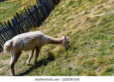 Cute Alpacas On The Small Farm Of A Mountain Hut In Val Gardena. South Tyrol, Italy. Mount Seceda, Above The Town Of Ortisei.