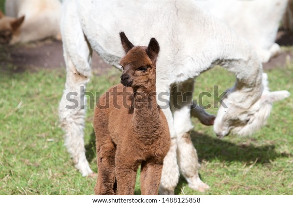Cute Alpacas Pictured On Farm Ireland Stock Photo Edit Now