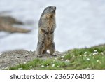 Cute alpine marmot or groundhog (Marmota marmota) standing on its leg in a snowy meadow with some grass and white flowers, wistling after ibernation on springtime, Alps Mountains, Italy. 