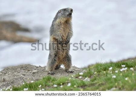 Cute alpine marmot or groundhog (Marmota marmota) standing on its leg in a snowy meadow with some grass and white flowers, wistling after ibernation on springtime, Alps Mountains, Italy. 
