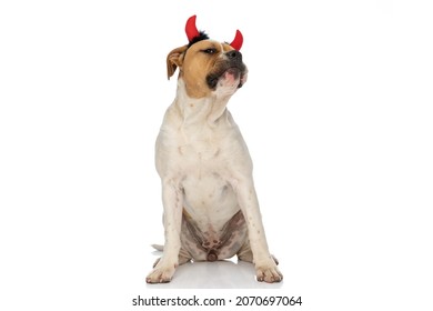 Cute American Bulldog Dog Feeling A Bit Arrogant And Wearing Devil Horns On White Background