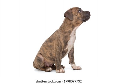 Cute American bully puppy isolated on white background