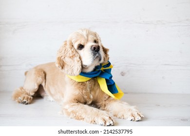Cute American Cocker Spaniel lying on a white wooden background with a Ukrainian flag tied around his neck.
