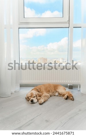Cute American Cocker Spaniel sleeping on the floor near window indoors. The dog is warming itself by the radiator. Large panoramic window in the background.