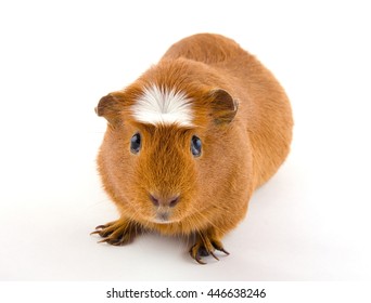 Cute American crested guinea pig (isolated on white)