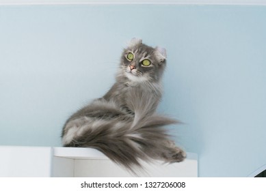 Cute American Curl