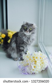 Cute American Curl