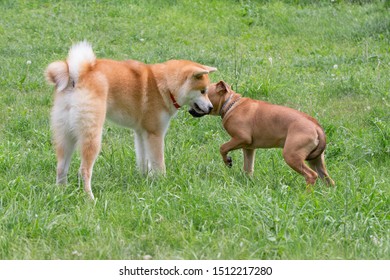 Cute American Pit Bull Terrier Puppy And Akita Inu Puppy Are Playing On A Green Grass In The Park. Pet Animals.