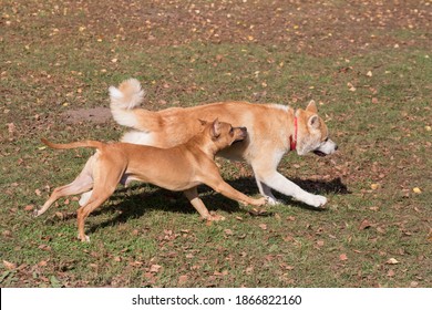 Cute American Pit Bull Terrier Puppy And Akita Inu Puppy Are Running In The Autumn Park. Pet Animals.