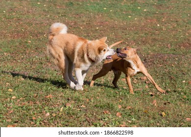 Cute American Pit Bull Terrier Puppy And Akita Inu Puppy Are Playing In The Autumn Park. Pet Animals.