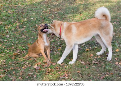 Cute American Pit Bull Terrier Puppy And Akita Inu Puppy Are Playing In The Autumn Park. Pet Animals. Purebred Dog.