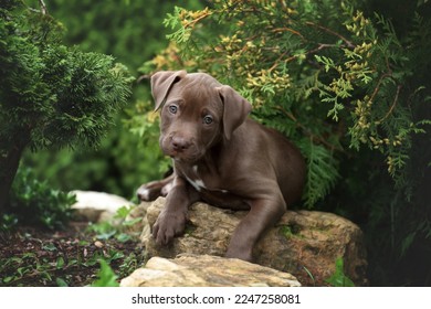 Cute american pit bull terrier puppy outdoors - Shutterstock ID 2247258081