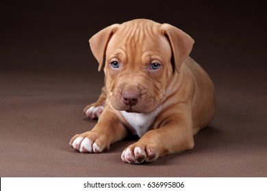 pitbull dog puppy